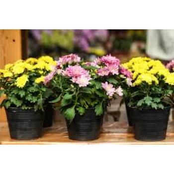 Multicolors Chrysanthemum plant